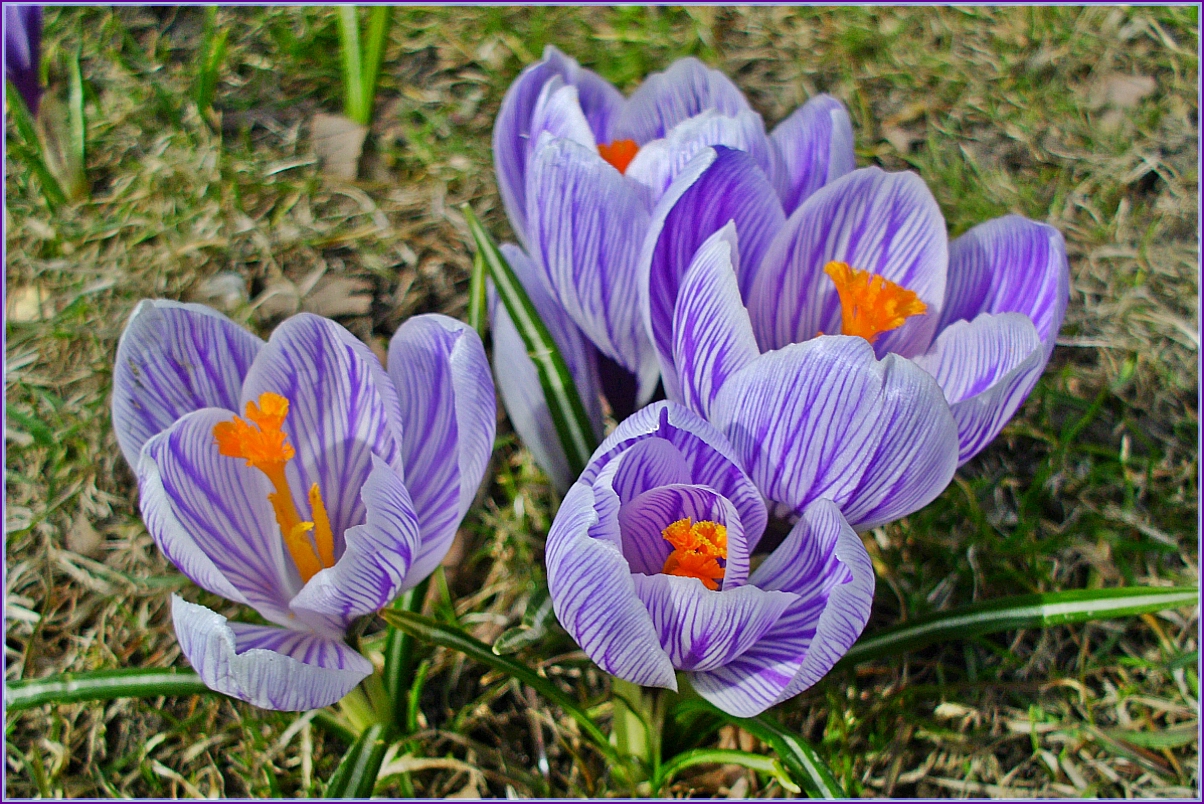 Crocusses