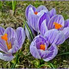 Crocusses