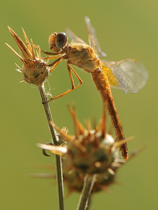 Crogiolarsi al sole...