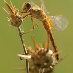 Crogiolarsi al sole...