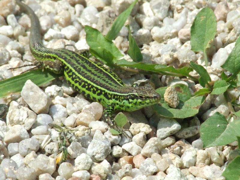 crogiolarsi al sole