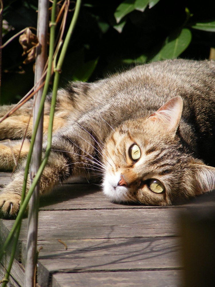 crogiolata al sole