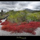 cromatismi galapagos workshop https://www.wildlifefoto.it/