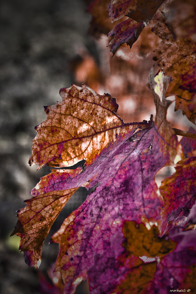 cromie d autunno