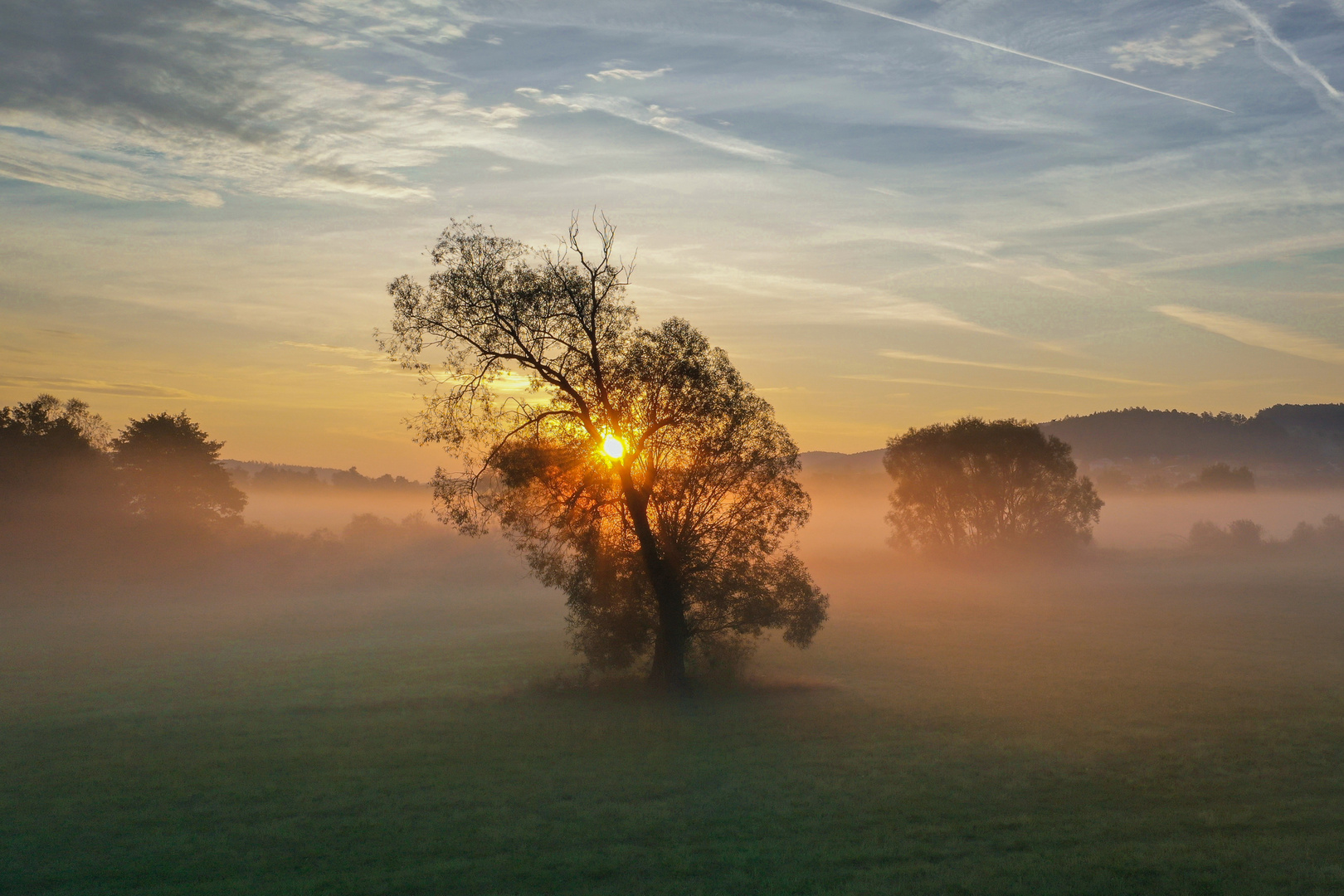 crooked tree