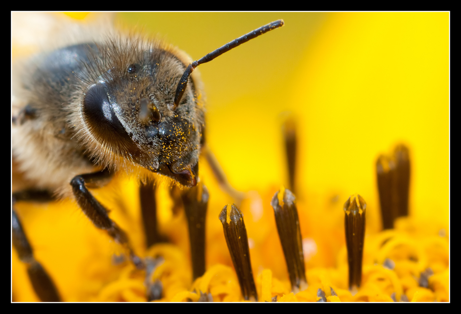 Crop aus "Fleißiges Bienchen 03"