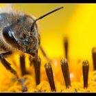 Crop aus "Fleißiges Bienchen 03"