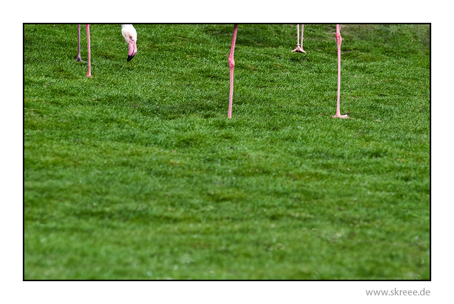 Croquet - für Herrn Fehring