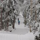 Cross-country skiers nier Helsinki