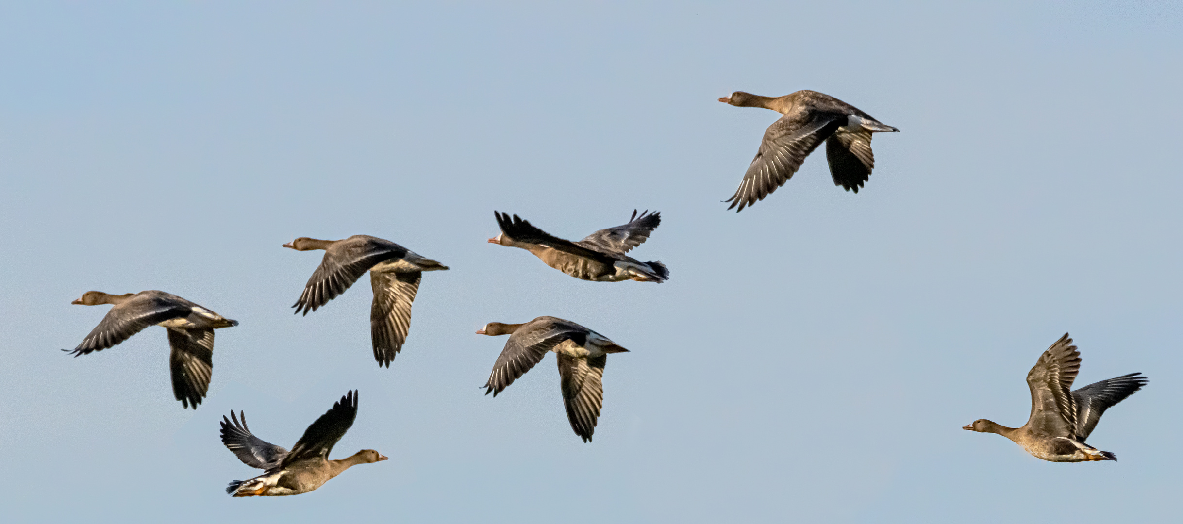 cross-flying goose.....