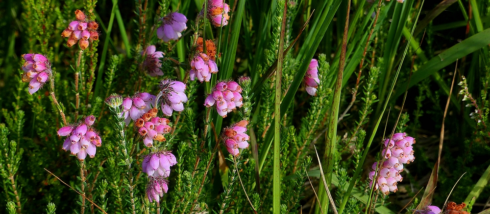 Cross-leaved Heath