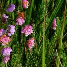 Cross-leaved Heath