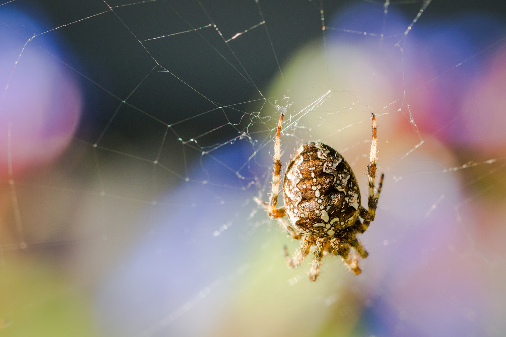 Cross orbweaver spider