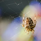 Cross orbweaver spider