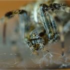 Cross Spider