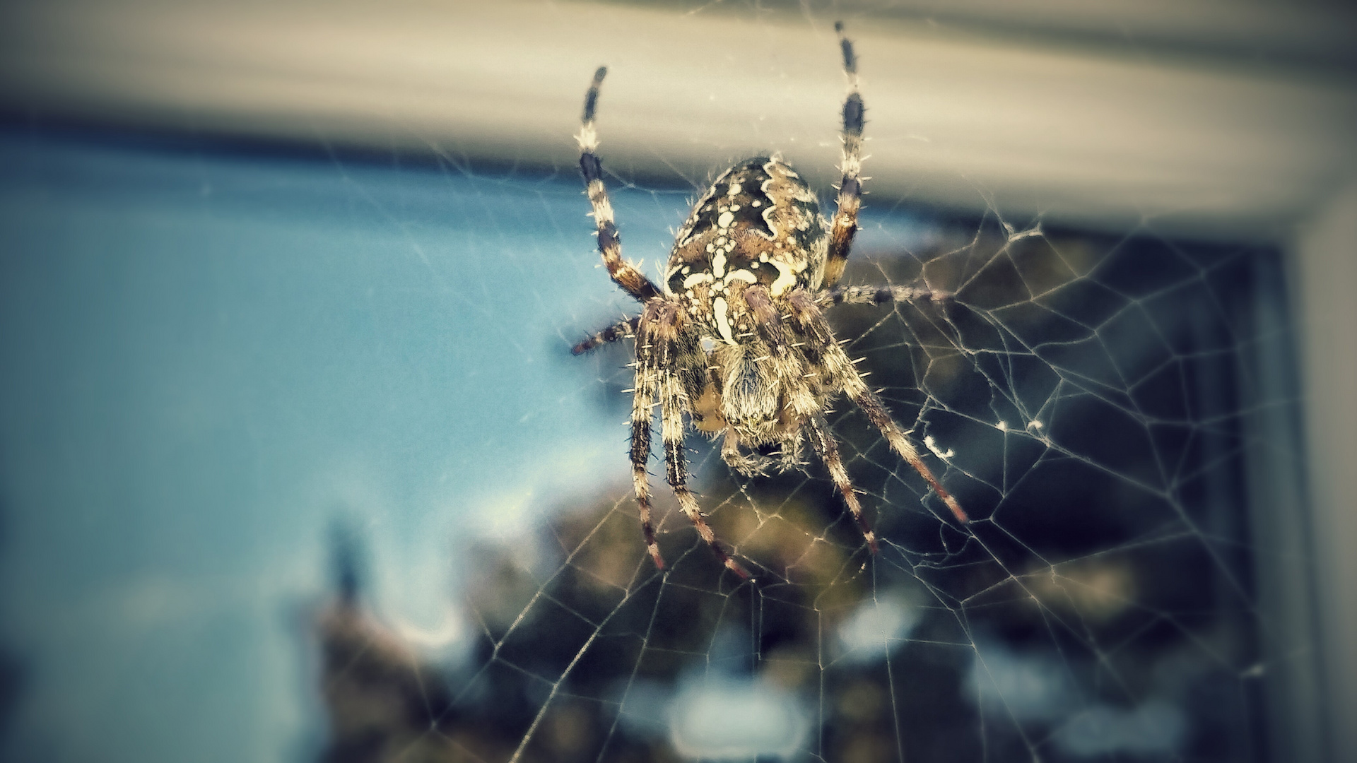 cross spider