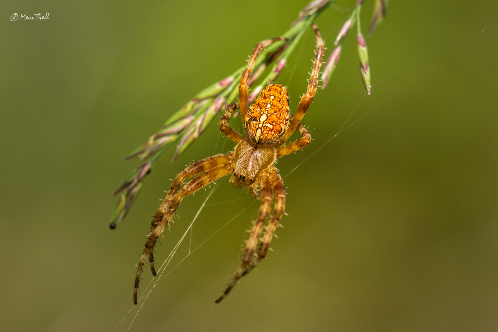 Cross spider