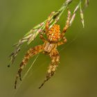 Cross spider