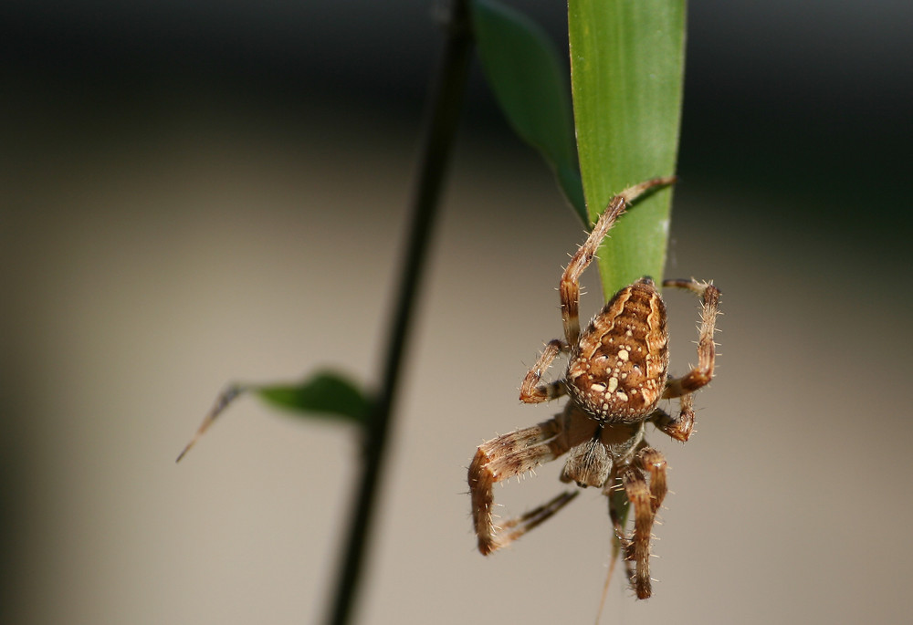 Cross spider