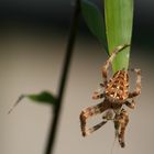 Cross spider