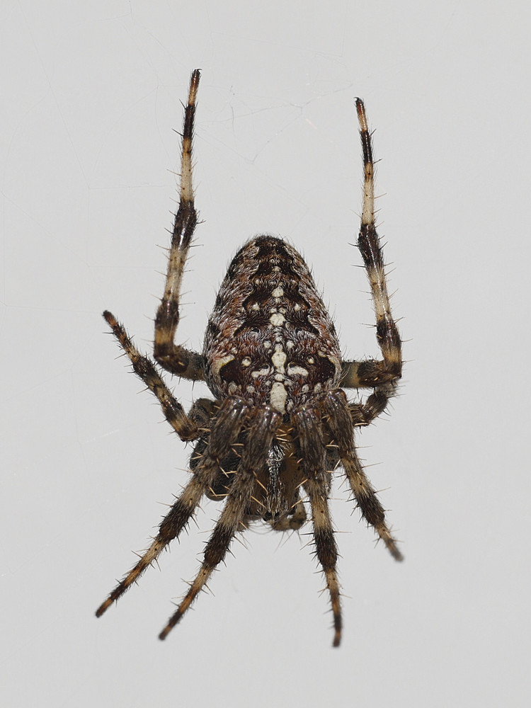 Cross Spider