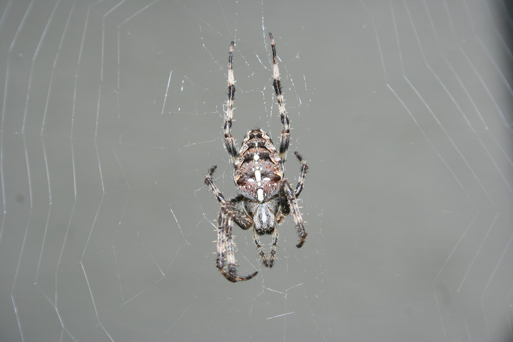 Cross Spider