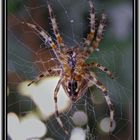 Cross spider