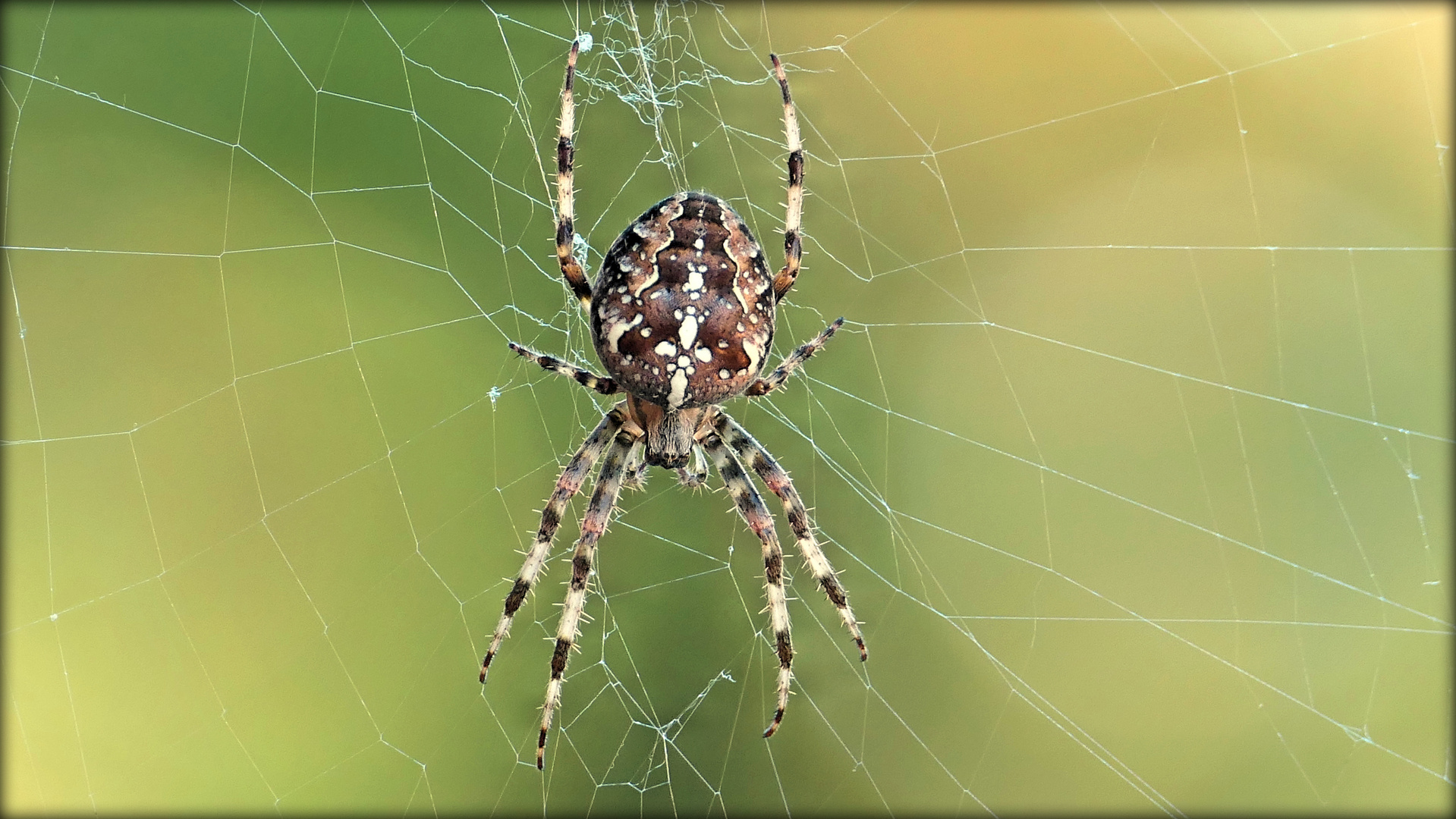 ... cross spider in our garden