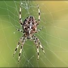 ... cross spider in our garden