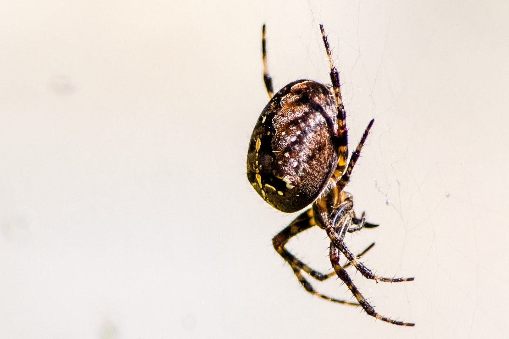 Cross-Spider/Kreuzspinne