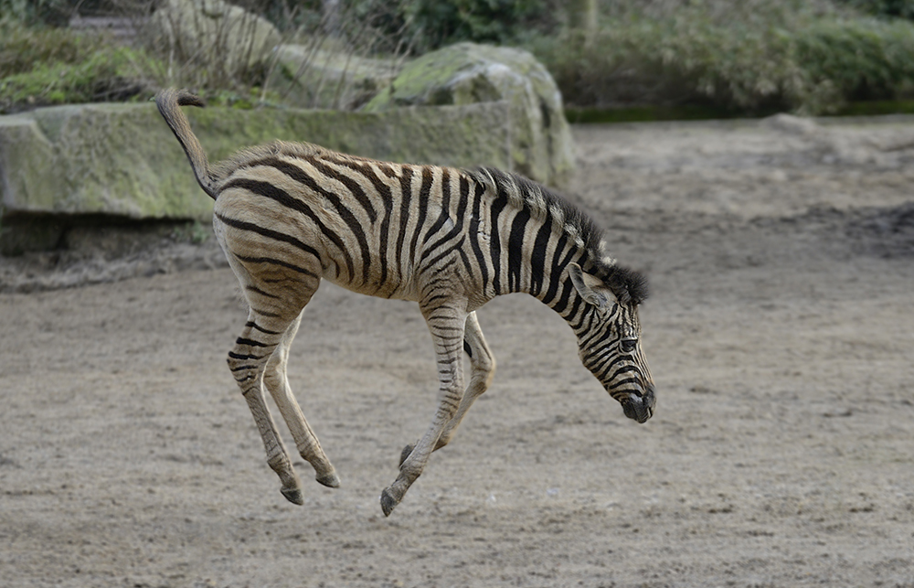 Cross-Striped