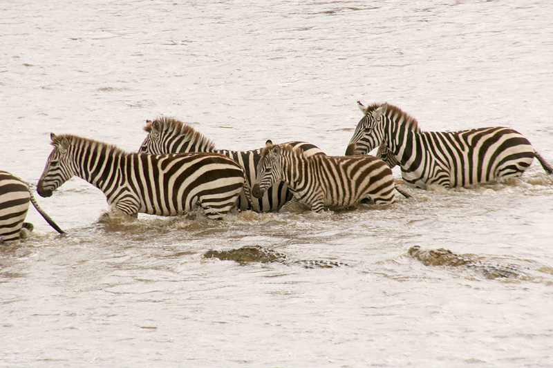 Cross the Mara River