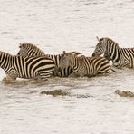 Cross the Mara River