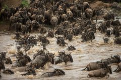 Crossing am Mara River.