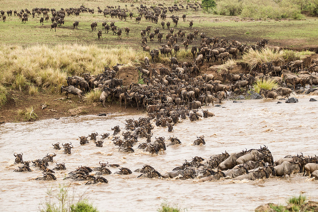 Crossing am Mara River