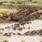 Crossing am Mara River