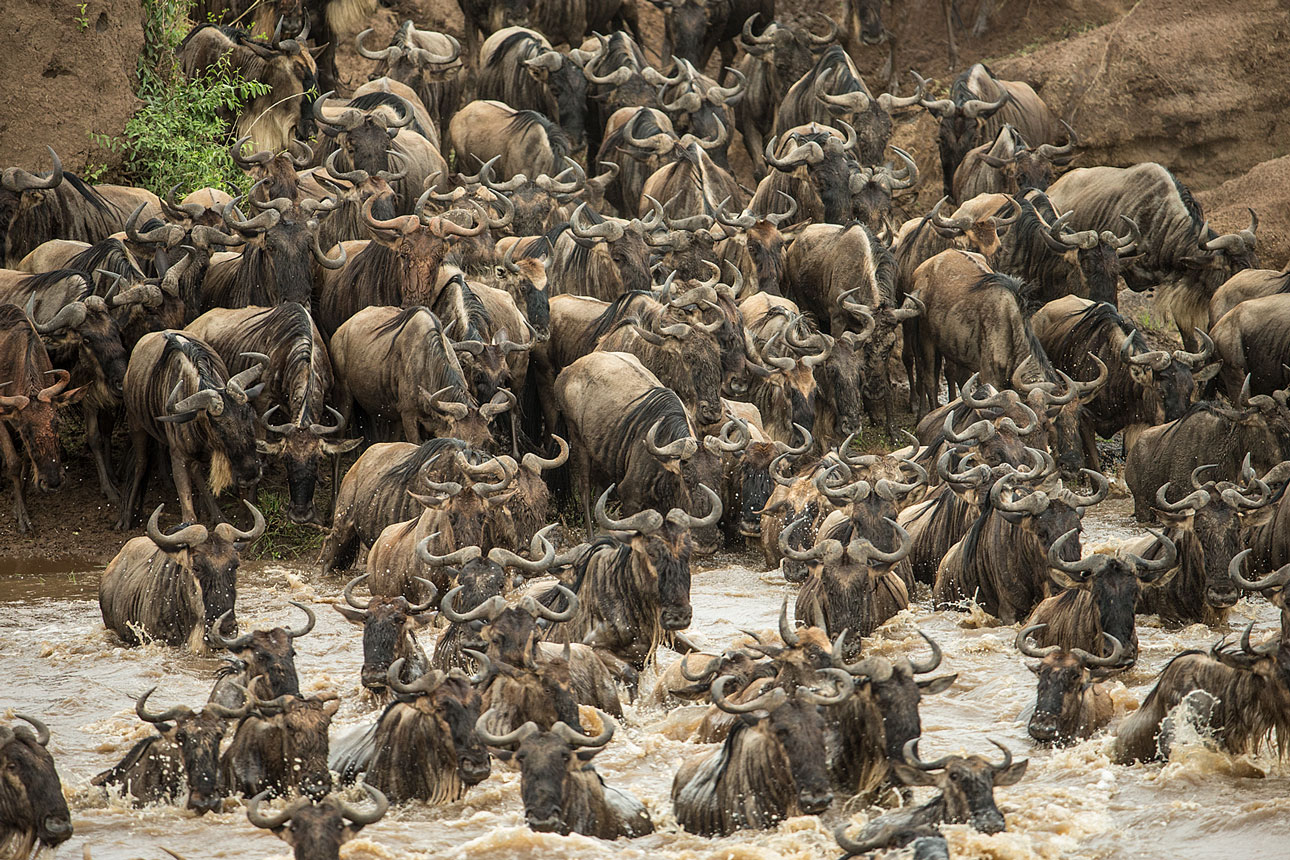 Crossing am Mara River.