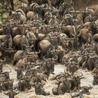 Crossing am Mara River.