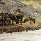 Crossing am Mara River