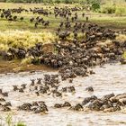 Crossing am Mara River