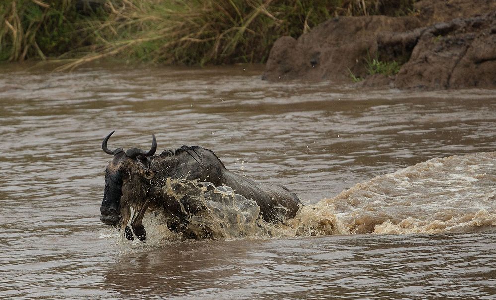 Crossing am Mara River