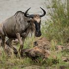 Crossing am Mara River.