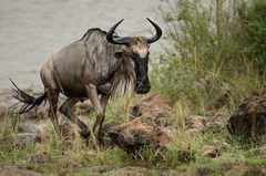 Crossing am Mara River.