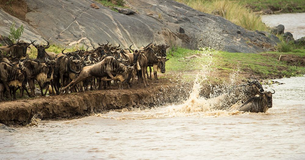 Crossing am Mara River