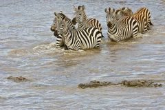 Crossing am Mara River II