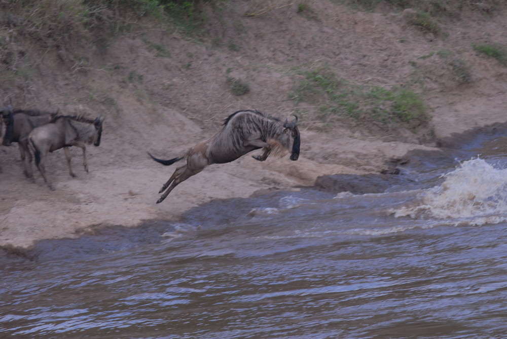 Crossing am Mara River in der Massai Mara in Kenia