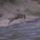 Crossing am Mara River in der Massai Mara in Kenia