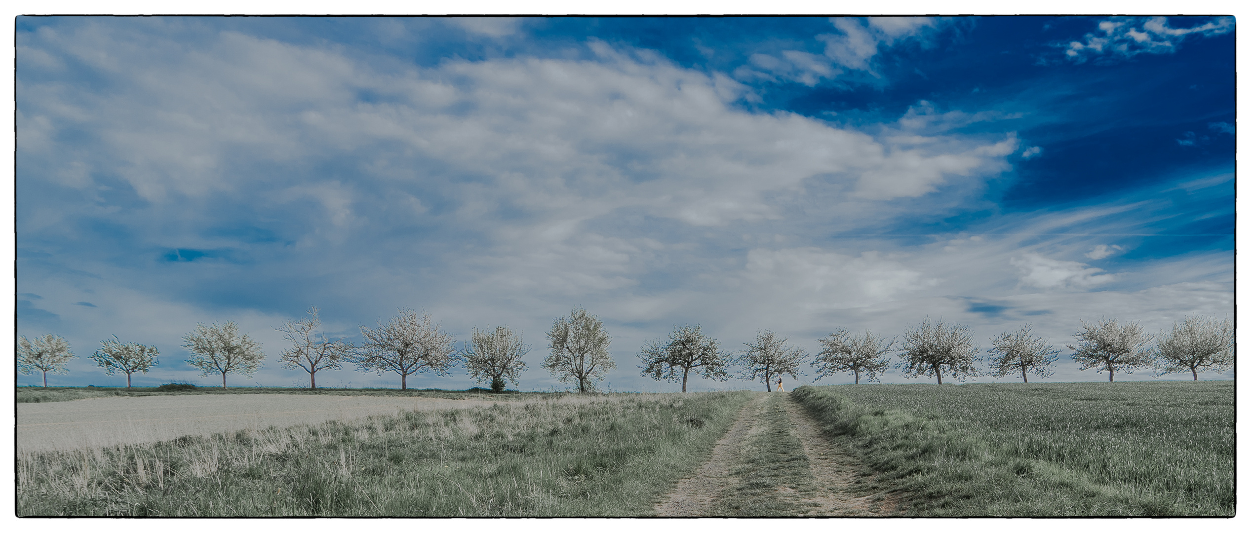 crossing apple blossoms