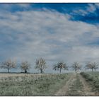 crossing apple blossoms