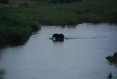 Crossing Crocodil River